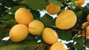 Kuru Kayısı ( sarı ) 500 gr - Görsel 2