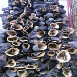 patlıcan kurutma-1 dizi