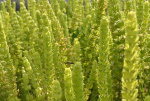 DAĞ ÇAYI 50 gr - Görsel 3