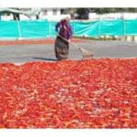 Toz Biber(tatlı) - 500 gr - Görsel 2